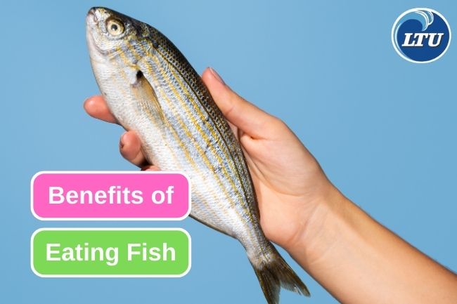 10 Reasons Why Eating Fish Is Good for Your Health